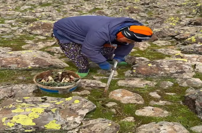 Viranşehir’de Kereng Sezonu Başladı: Kadınlar Dağ Taş Demeden Topluyor