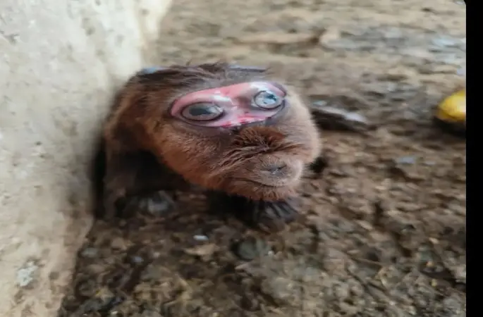 Viranşehir’de Olduğu İddia Edilen Görüntü Sosyal Medyayı Karıştırdı: Gerçek mi, Değil mi?