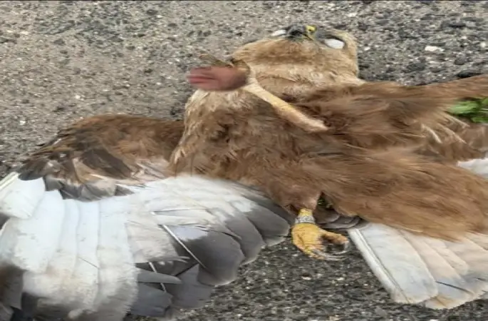 Viranşehir’de Tel Aviv Künyeli Ölü Şahin Bulundu: Vatandaşlar Şaşkına Döndü