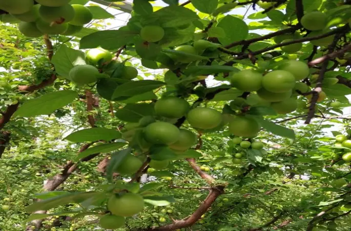 Yılın İlk Erikleri Hasat Edildi: Kilosu 2 Bin TL