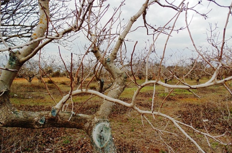 Antep-fistigi-Agaci-Budamasi.jpg