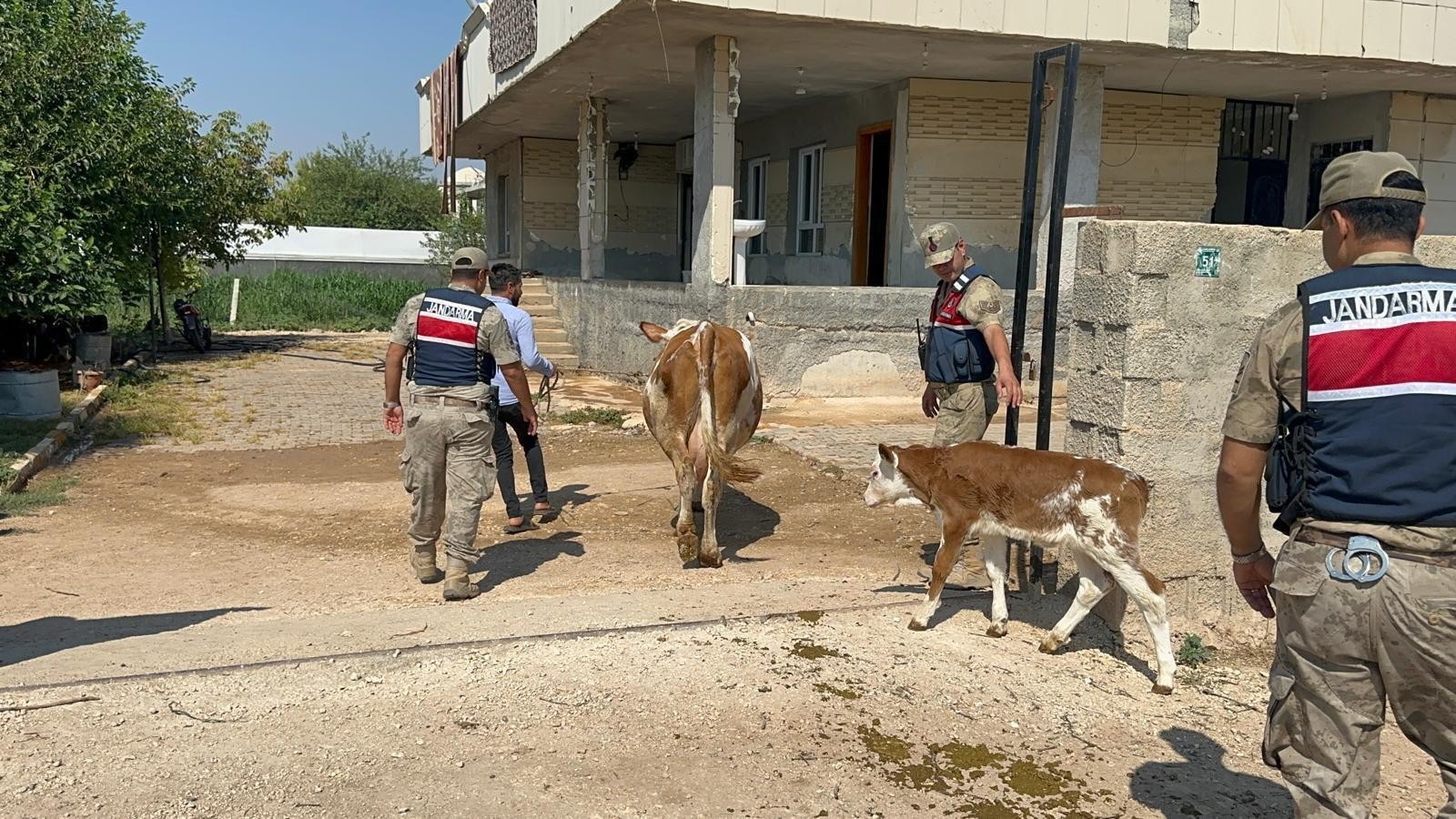 Şanlıurfa’da Hayvan Yetiştiricisini Dolandıran Şüpheli Yakalandı - 3