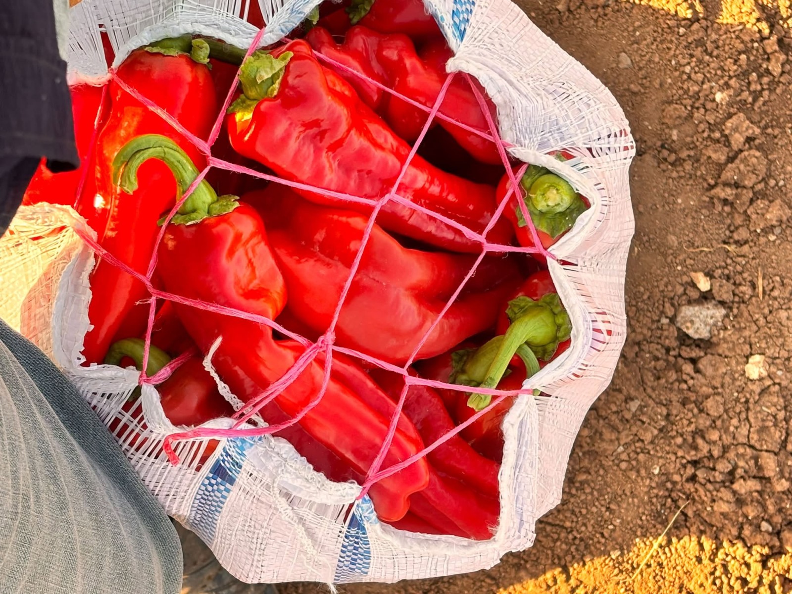 Şanlıurfa’da İsot Sezonu Hareketlendi: Hal Pazarında Fiyatlar Düşüşte! - 5