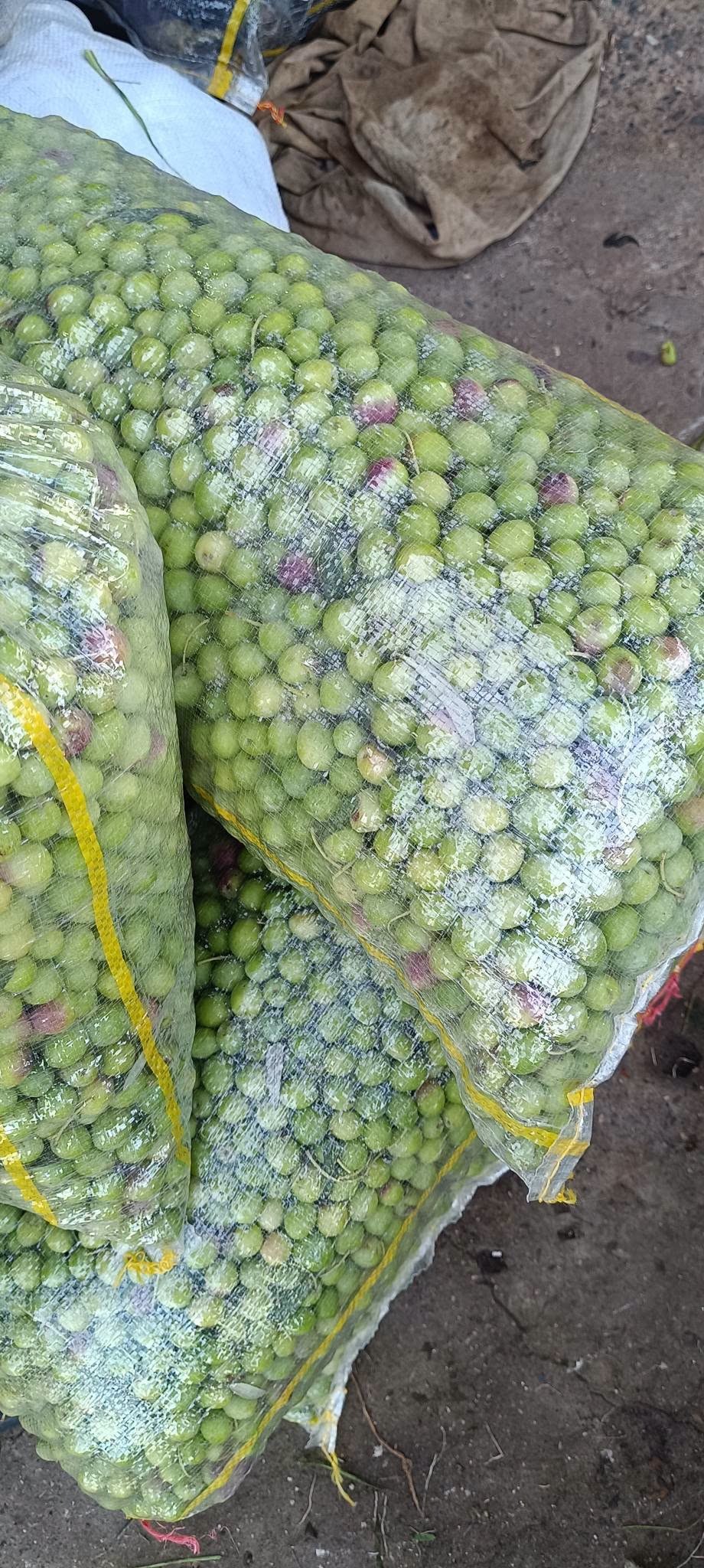 Şanlıurfa’da Güncel Manav Fiyatları: Hurma 50 TL, Elma 45 TL! - 19