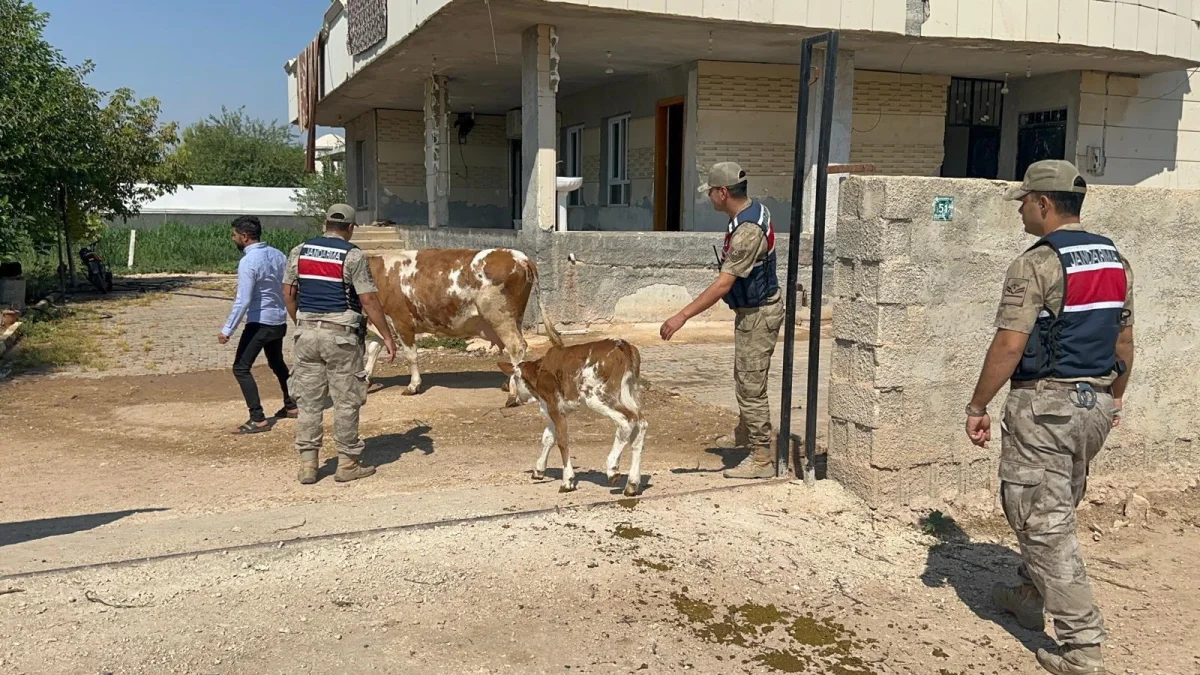 Şanlıurfa’da Hayvan Yetiştiricisini Dolandıran Şüpheli Yakalandı