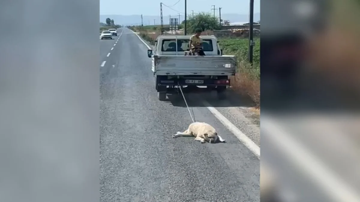 Şanlıurfa’da İnsanlık Dışı Görüntü: Kamyonet Arkasında Köpeği Sürükledi