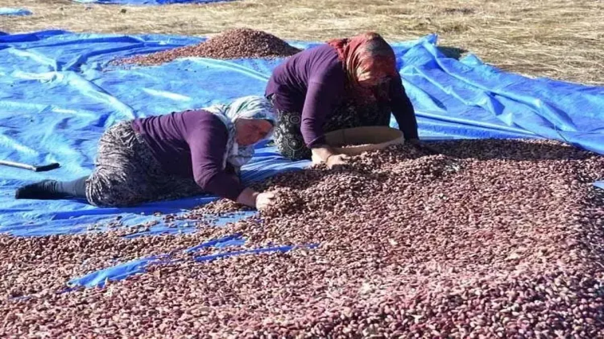 Şanlıurfa Şire Pazarı'nda Haftanın İlk Günü Fıstık Fiyatları Netleşti: İşte Güncel Rakamlar