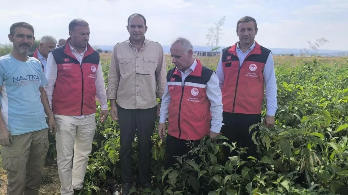 Şanlıurfa’da tarlada hareketlilik! Patlıcan hasadı başladı