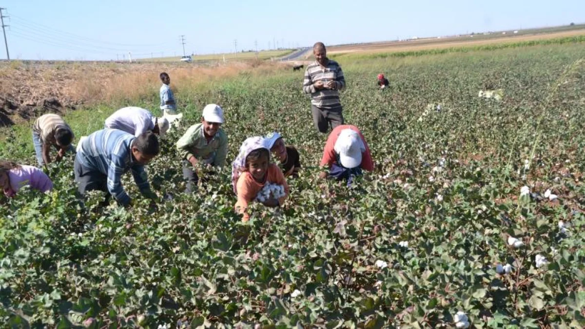Şanlıurfa’da 2026 Yılı Pamuk Toplama ve Mısır Biçim Ücretleri Açıklandı