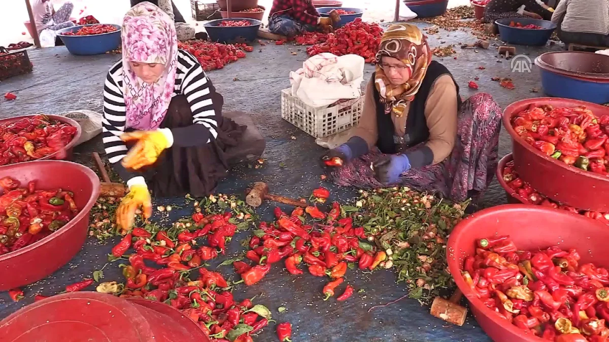 Şanlıurfa’da Yağmur Berekeri: Isot Biberinin Fiyatı Halde Düşüşe Geçti