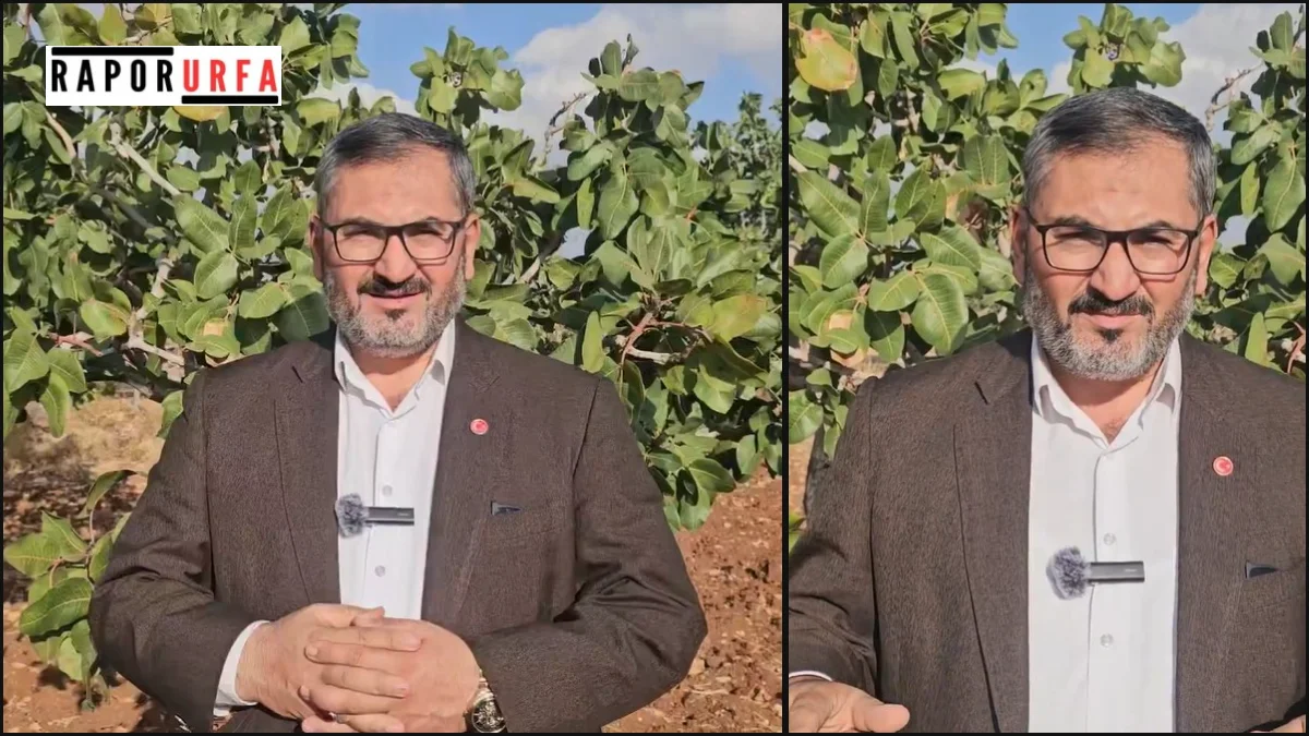 Fıstık Üreticilerine Erken Budama Uyarısı Yapıldı