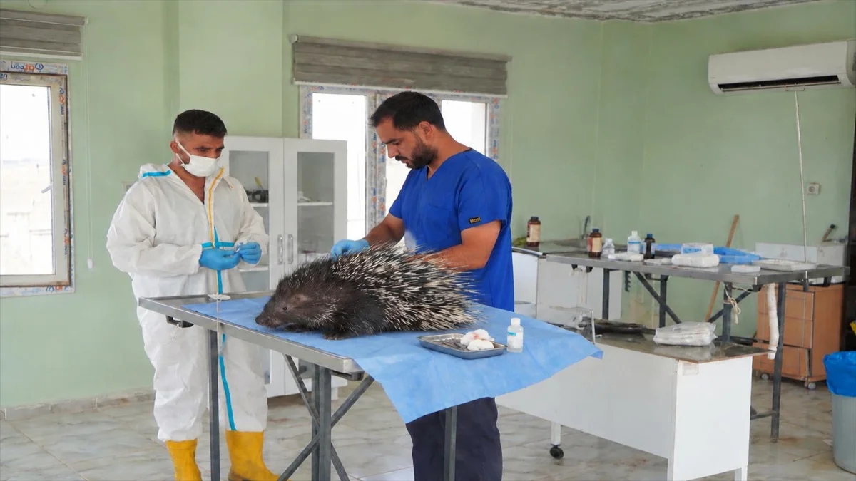 Mardin’de yaralı oklu kirpi Şanlıurfa’ya teslim edildi