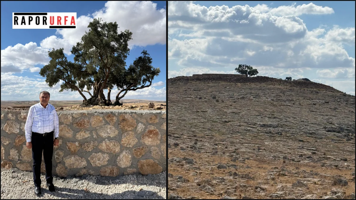 Şanlıurfa’da Asırlık Zeytin Ağacı Ziyarete Açılıyor