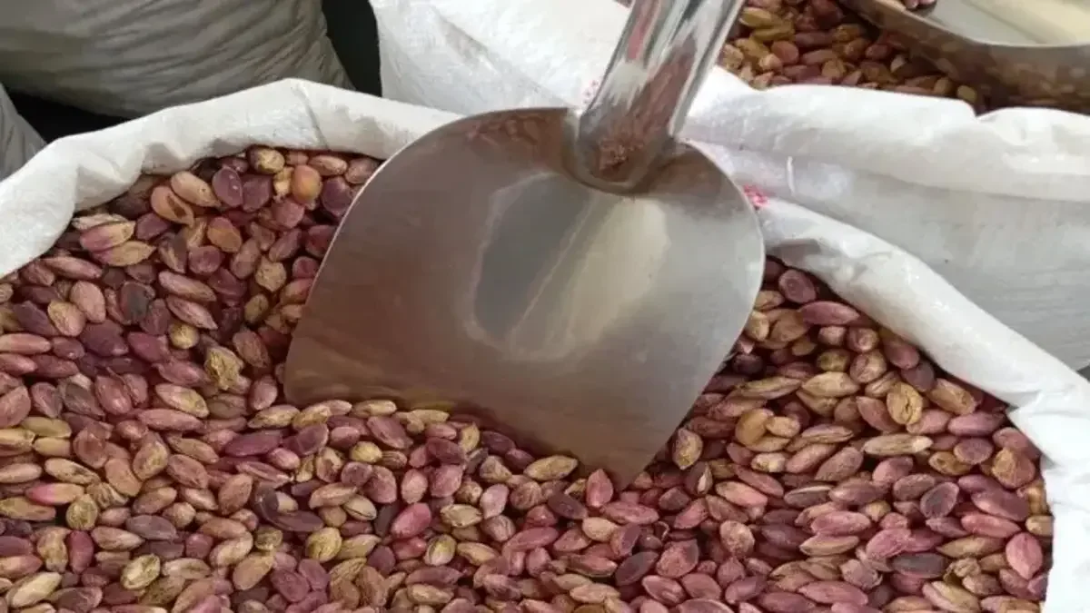 Şanlıurfa Fıstığı Fiyatları Düştü! Kiloda 50 TL Gerileme
