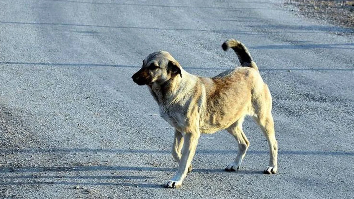 Karaköprü’de köpek kazaya neden oldu: Otomobil takla attı