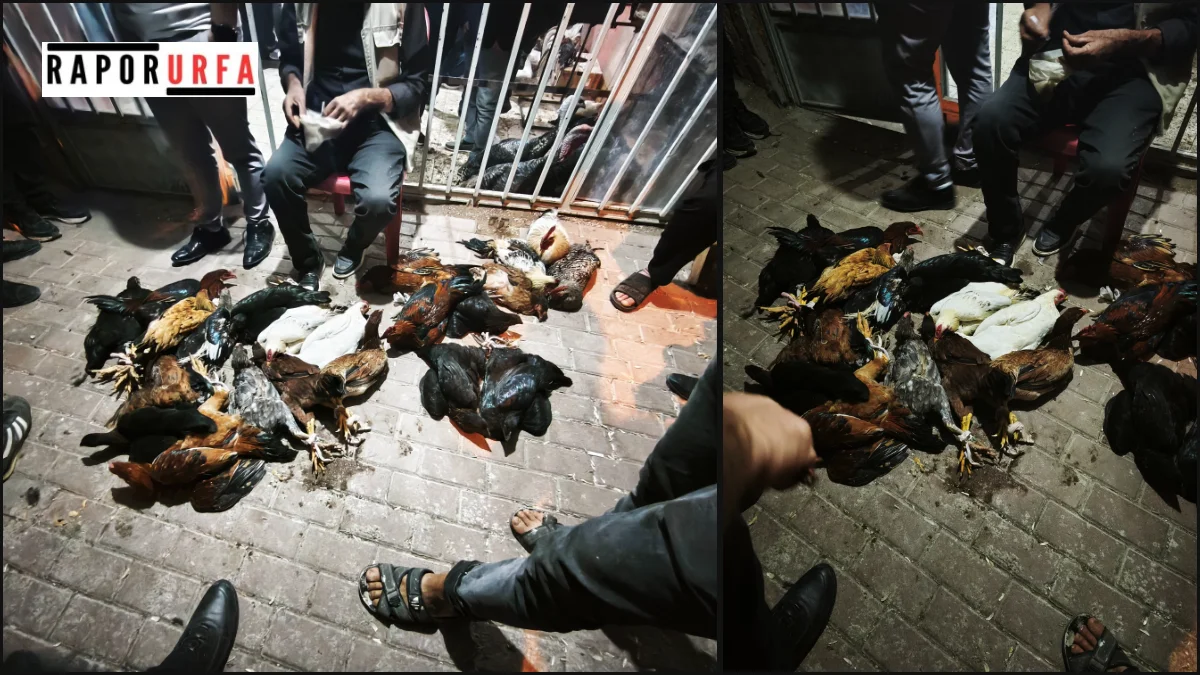 Şanlıurfa’da tavuk ve hindi mezatı gece yarısına kadar sürüyor