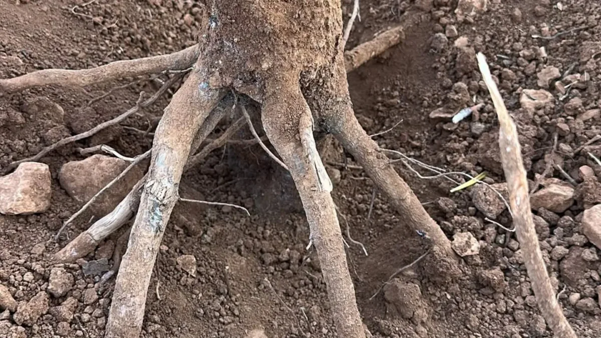 Şanlıurfa’da Antep Fıstığına Dip Kurdu Tehdidi!