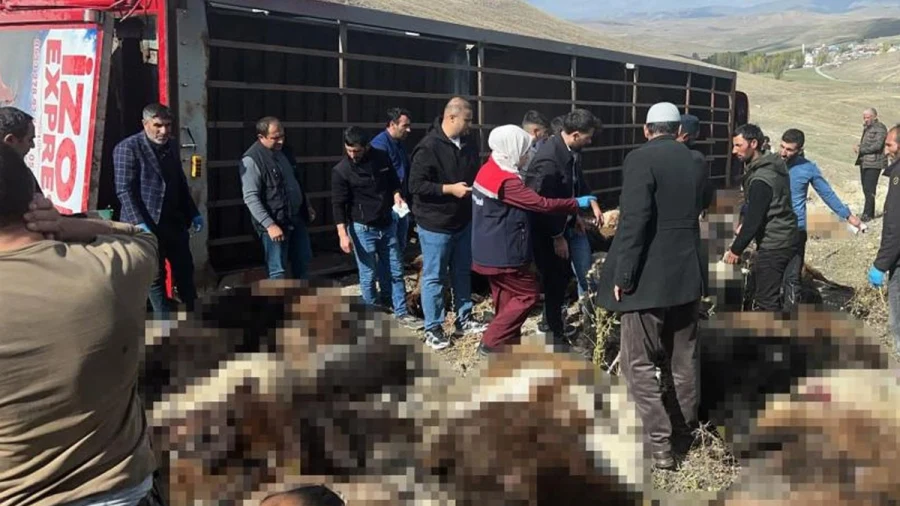 Siverek’e hayvan taşıyan tır Erzurum’da devrildi: 130 küçükbaş telef oldu