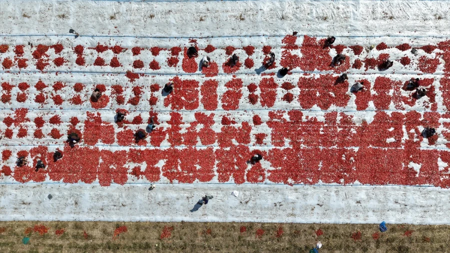 Siverekli 160 işçinin domates mesaisi Yeşilhisar’da sürüyor