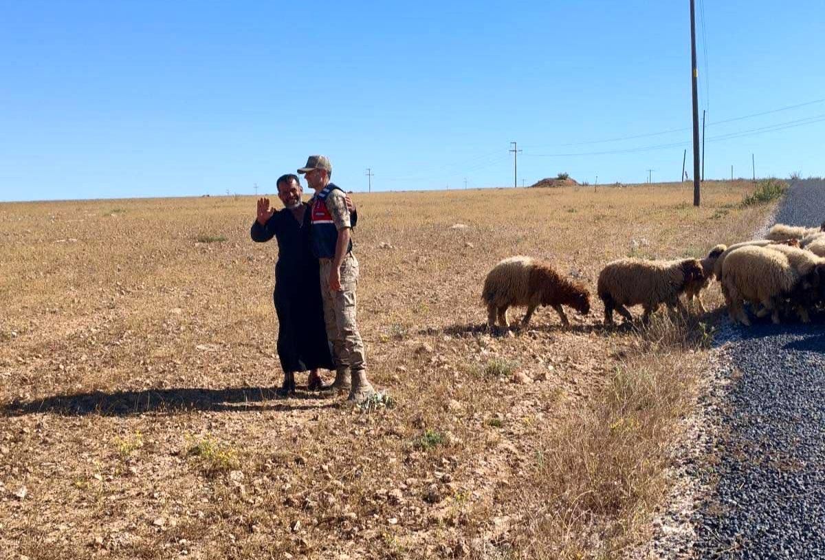 HARRAN'DA KAYBOLAN 17 KÜÇÜKBAŞ HAYVAN JANDARMA TARAFINDAN BULUNDU