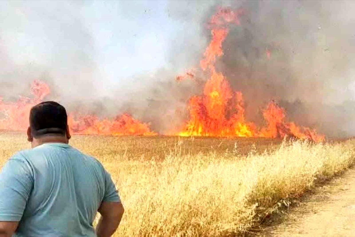 Harran'da Korkutan Yangın: Dönümlerce Buğday Kül Oldu!