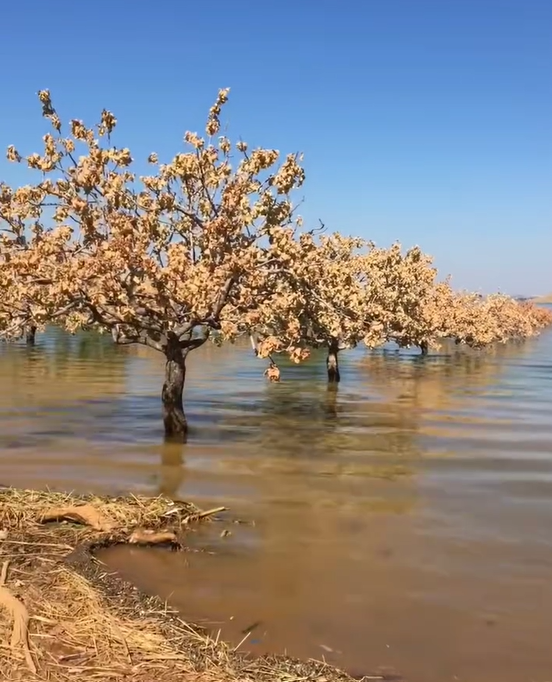 Şanlıurfa’da Sel Felaketi Fıstık Bahçelerini Vurdu: Çeyrek Asırlık Ağaçlar Kuruyor!