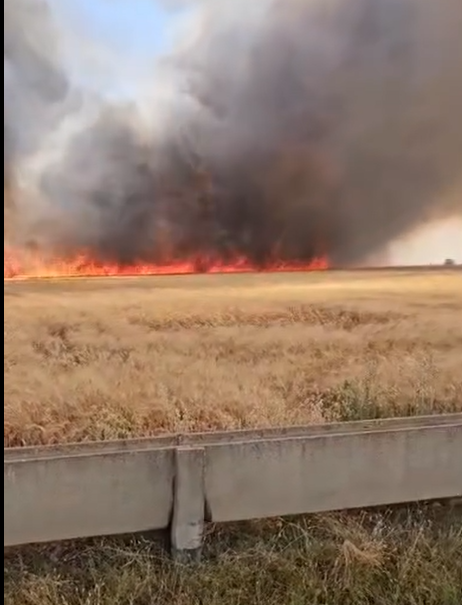 HARRAN’DA KORKUTAN YANGIN: 300 DÖNÜMLÜK BUĞDAY TARLASI ALEVLERE TESLİM OLDU!
