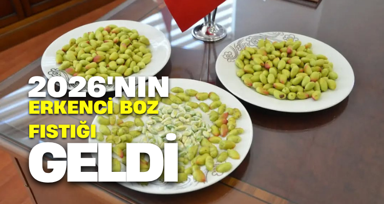 Şanlıurfa’da "Yeşil Altın" Heyecanı: 2026 Sezonunun İlk Erkenci Boz Fıstığı Piyasaya Düştü!