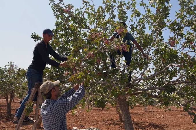 Hasat Sezonunda Yevmiye Tartışması: Bölgesel Farklar ve Emek Çelişkisi
