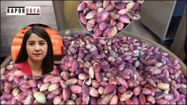 Dilan Kunt Ayan: Yerli Fıstık Üreticisi Nasıl Ayakta Kalacak?