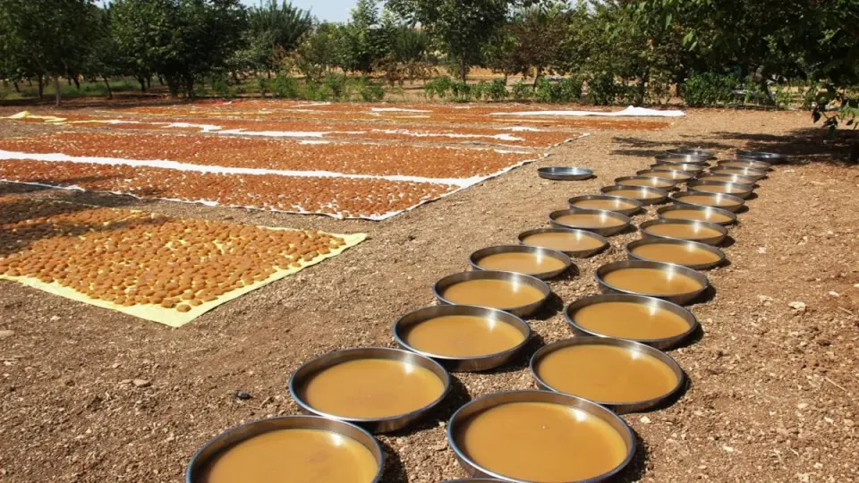 Şanlıurfa Şiresi Neden Bu Kadar Seviliyor? En Ucuz Adresler
