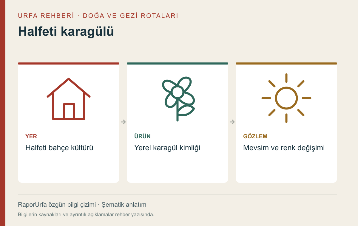 Halfeti karagülü — kaynaklı şematik bilgi görseli