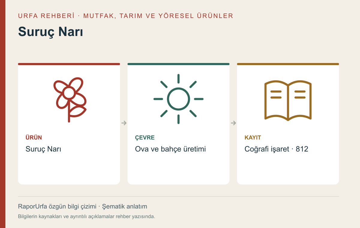 Suruç Narı — kaynaklı şematik bilgi görseli